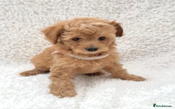 Cockapoo dogs for sale: Stunning cockapoo’s  - Image 3