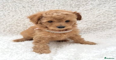 Cockapoo dogs - Advert 2