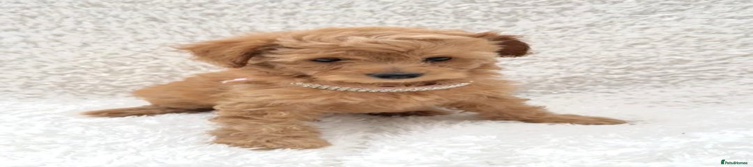 Cockapoo Puppy 2