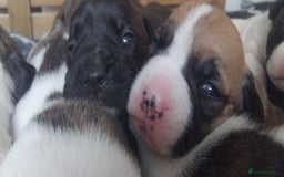 American Bulldog dogs for sale: Amercian Bulldog Pups 🐾  - Image 3