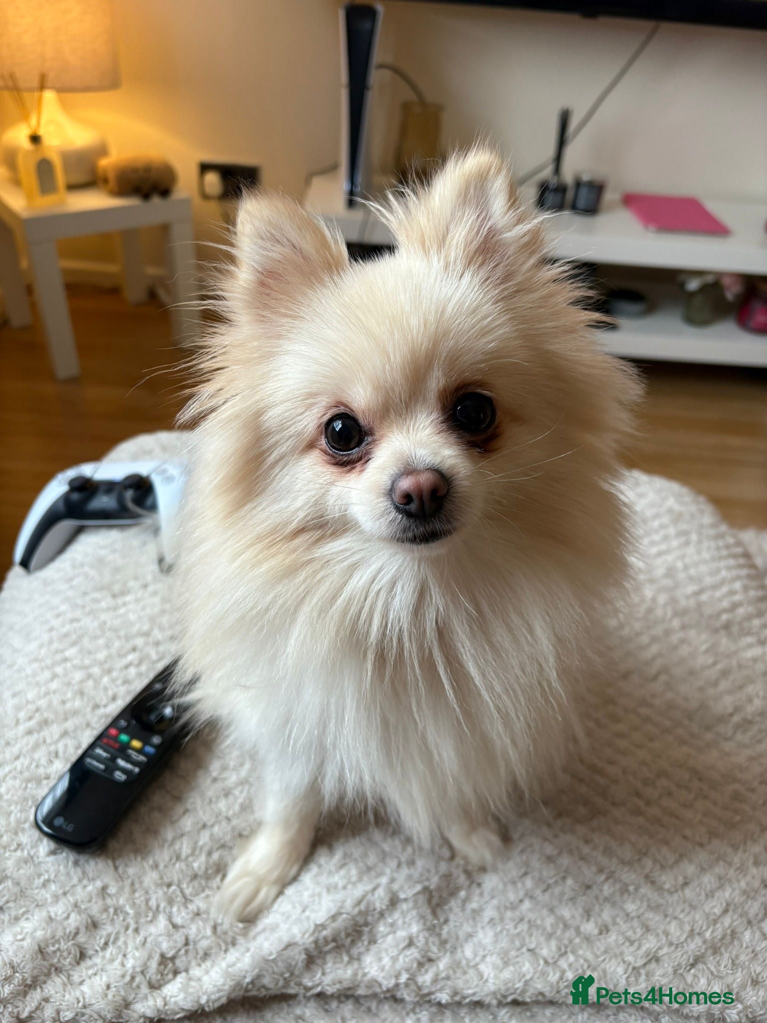 Pomeranian dogs Beautiful Pomeranian puppies  - Advert 11