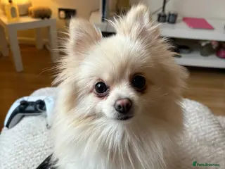 Pomeranian dogs Beautiful Pomeranian puppies - Advert 11