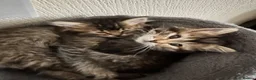 Scottish Fold cats for sale: 5 beautiful Scottish Fold / British Longhair in Westcliff-on-Sea - Advert 24
