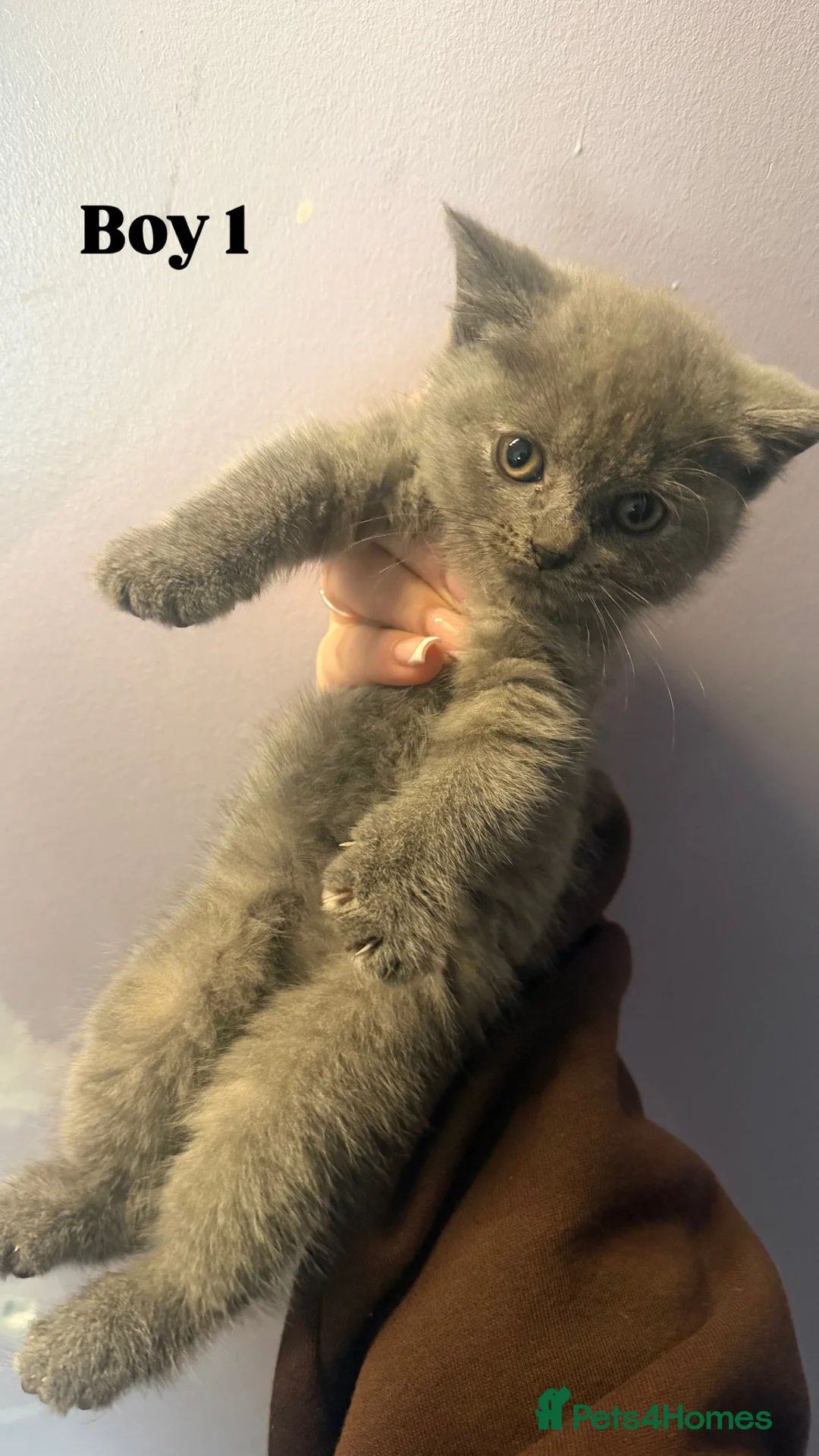 British Shorthair cats for sale: British shorthair kittens:  in Cambridge - Advert 2
