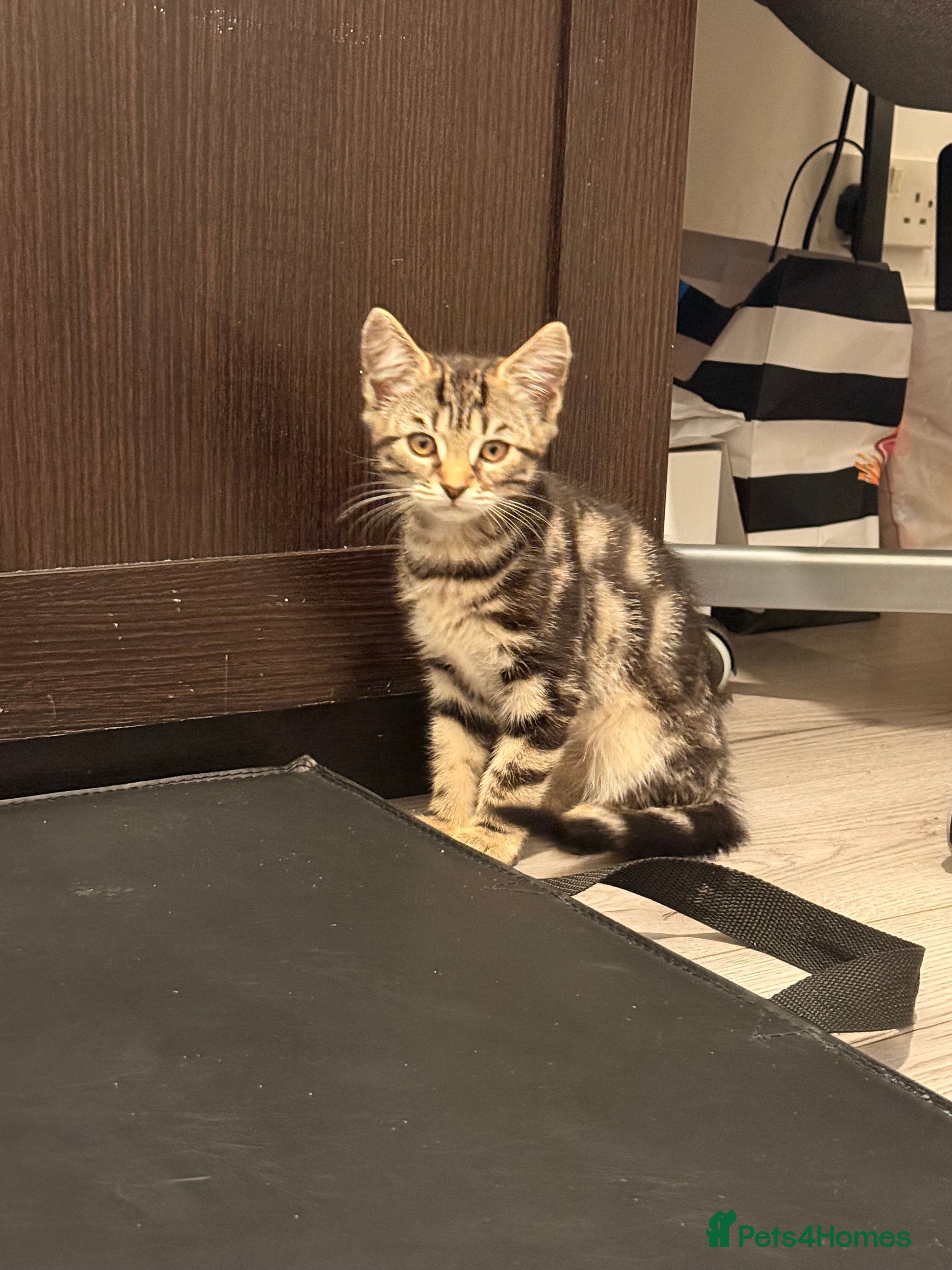 British Longhair cats Adorable Fully Tabby Girl - Advert 6