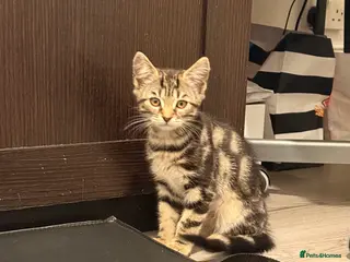 British Longhair cats Adorable Fully Tabby Girl - Advert 6