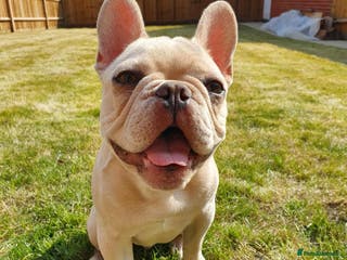 French Bulldog dogs Charming Cream Male French Bulldog pedigree - Advert 1