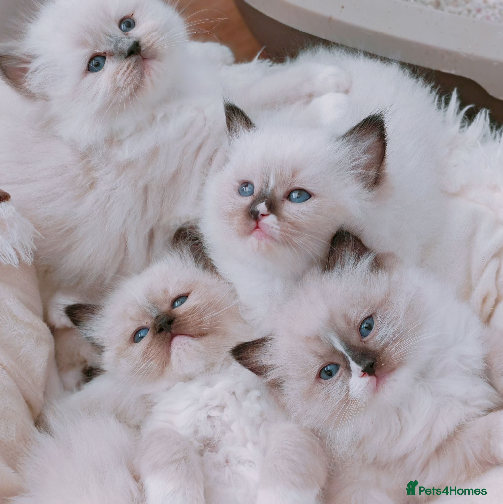 Ragdoll cats Raised with Love, looking for forever homes 🏠❤️ - Advert 9