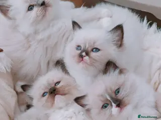 Ragdoll cats Raised with Love, looking for forever homes 🏠❤️ - Advert 9