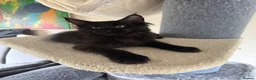 Maine Coon cats for sale: XXL kittens Tica ❤️ - Advert 10
