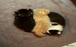 Mixed Breed cats for sale: Gorgeous kittens for sale - Advert 7