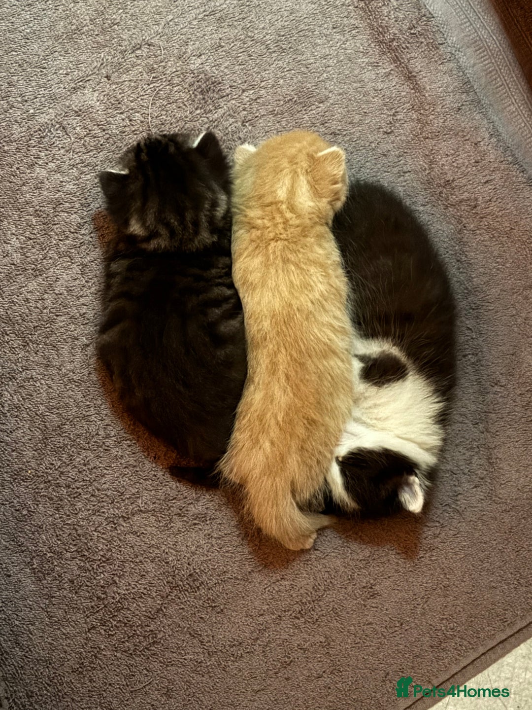 Mixed Breed cats for sale: Gorgeous kittens for sale - Advert 7