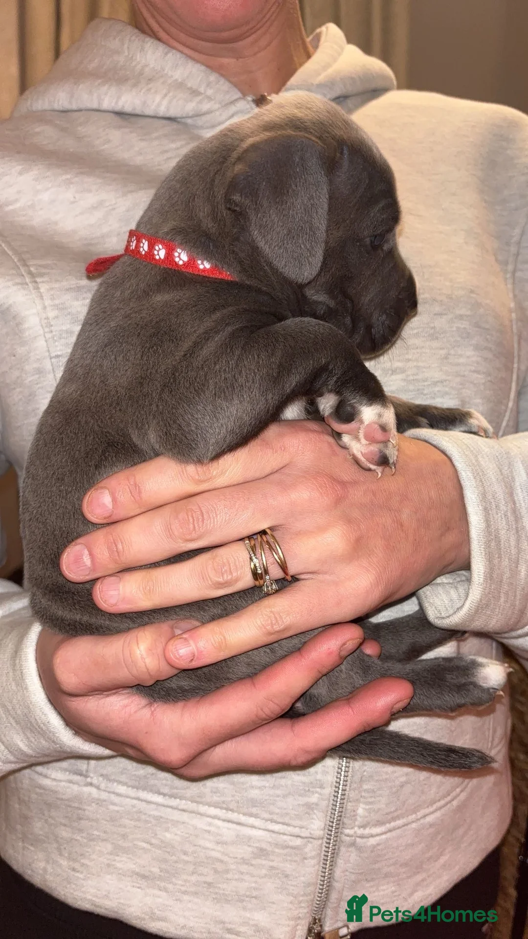 Mixed Breed dogs for sale: Stunning Cane Corso x Presa Canario Puppies  - Advert 9