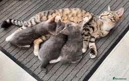 Mixed Breed cats for sale: Beautiful kittens, 2 girls, 1 boy - Image 1