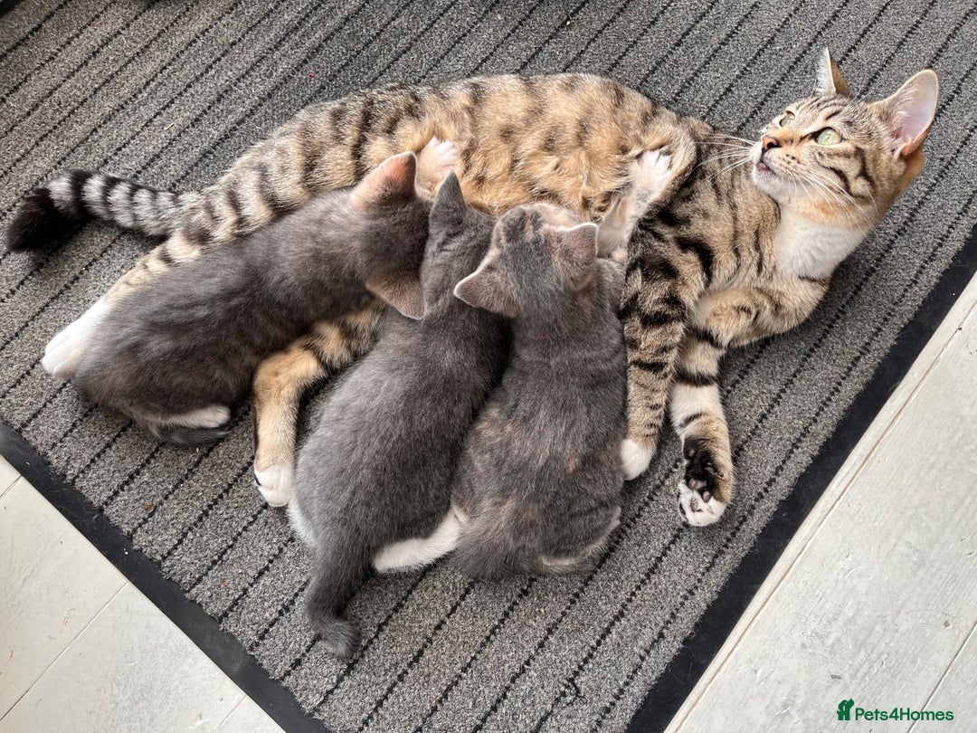 Mixed Breed cats for sale: Beautiful kittens, 2 girls, 1 boy - Image 1