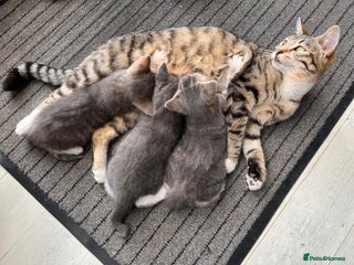 Mixed Breed cats - Advert 23