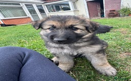 German Shepherd dogs for sale: German shepherd puppies  - Image 3