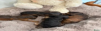 Cockapoo 3