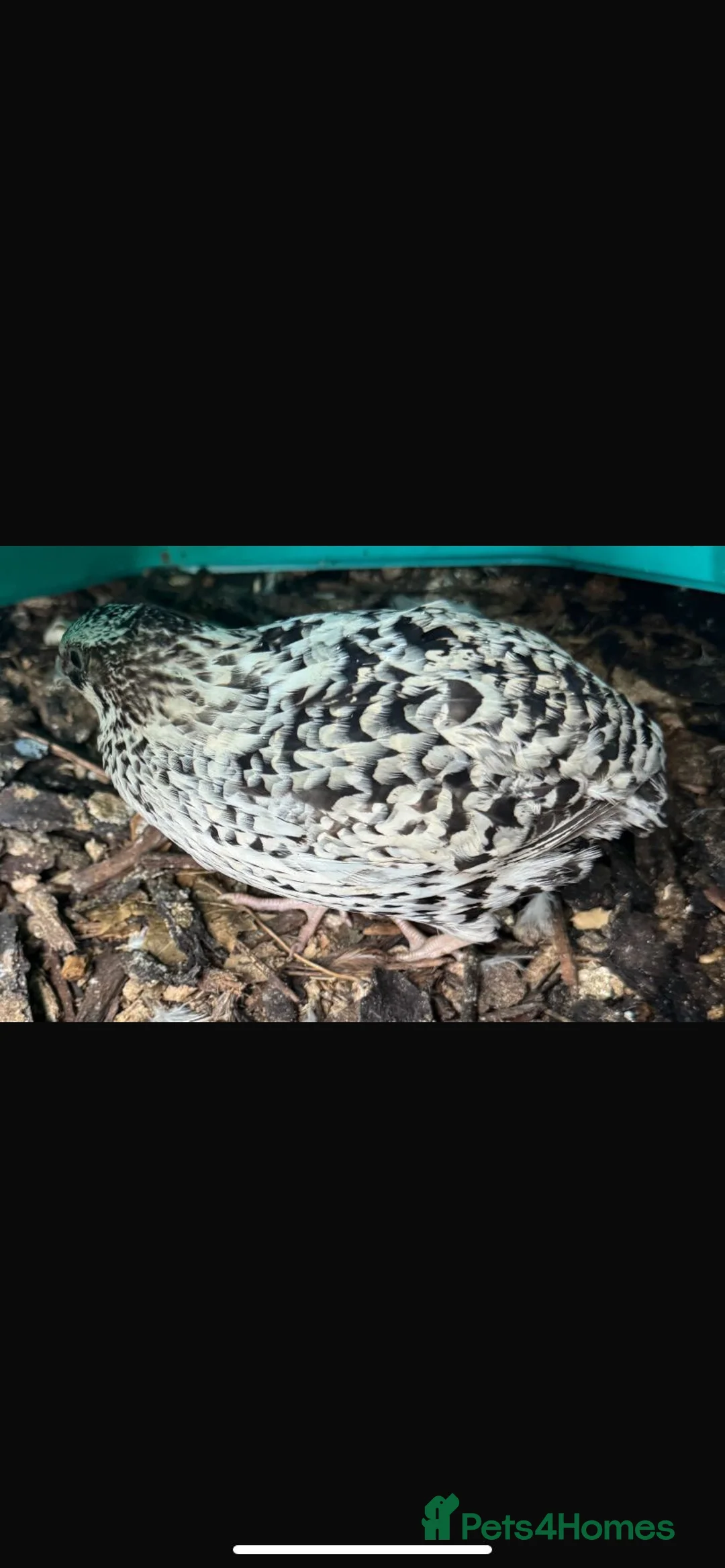 Quail poultry for sale: Coturnix quails from day olds to laying females - Advert 8