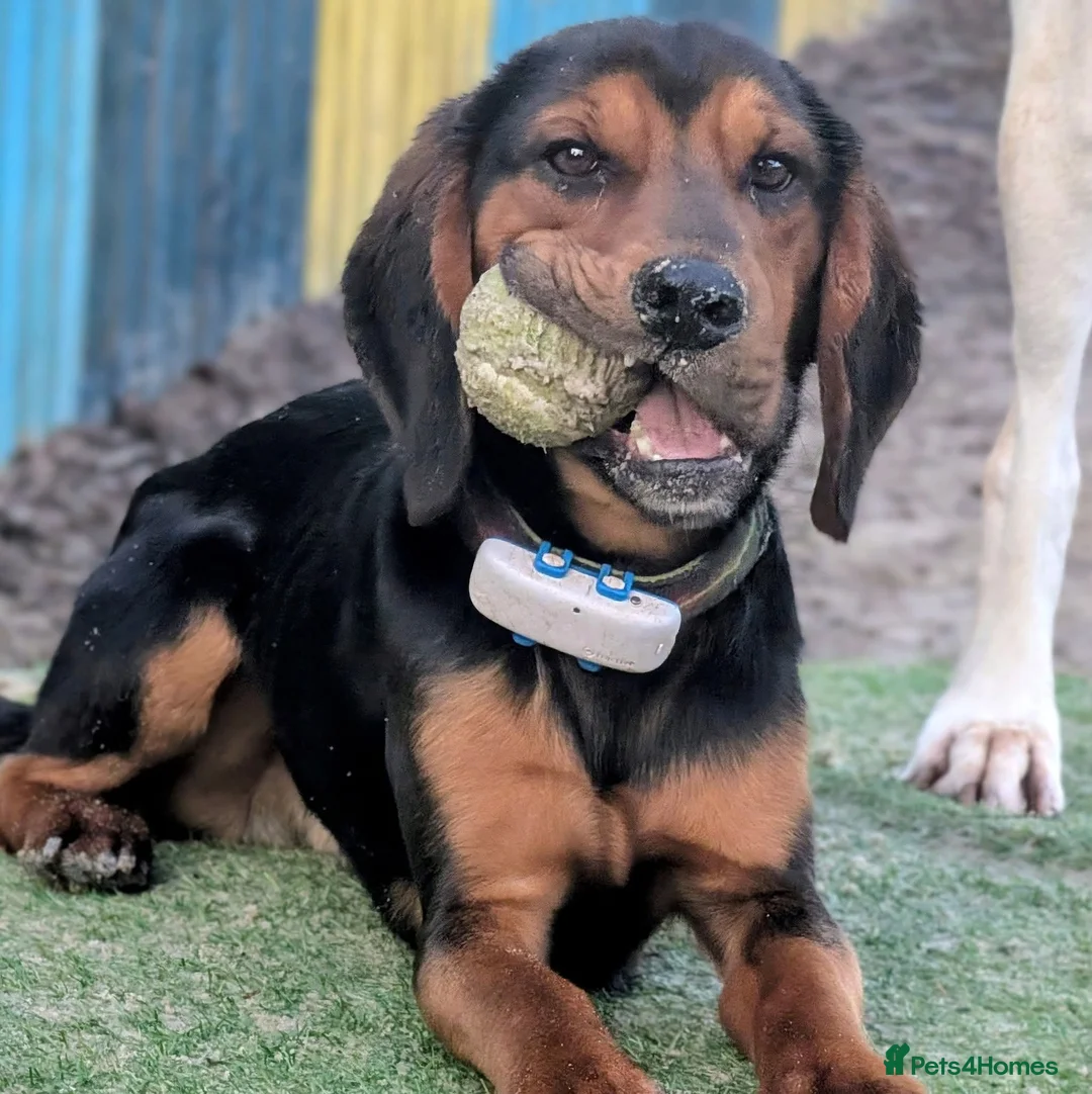 Bocker dogs for stud: Spirit  - Advert 5