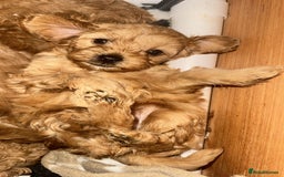 Cavapoo dogs for sale: 🌟 Rare Tiny Toy Cavapoo's F1B 🌟ready next week  - Image 29