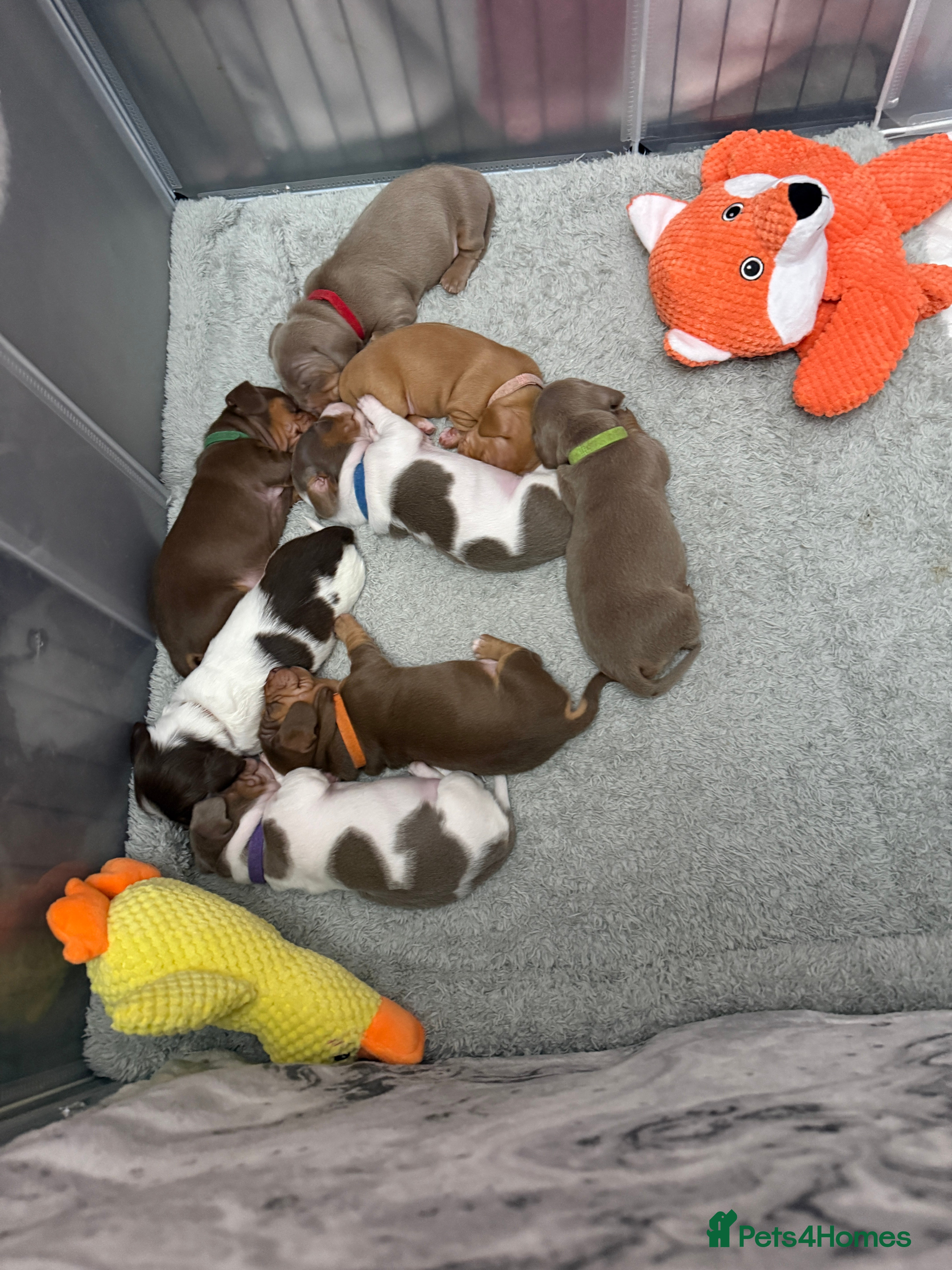 Miniature Dachshund dogs Miniature Dachshund Puppies  - Advert 15