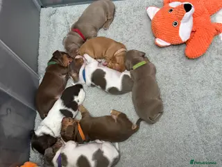 Miniature Dachshund dogs Miniature Dachshund Puppies - Advert 15