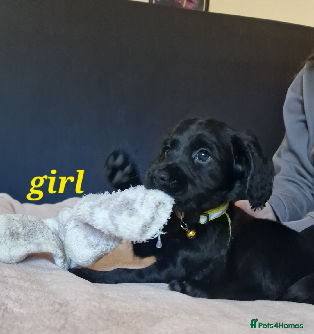 Sprocker dogs for sale: Sprocker puppies  - Image 16