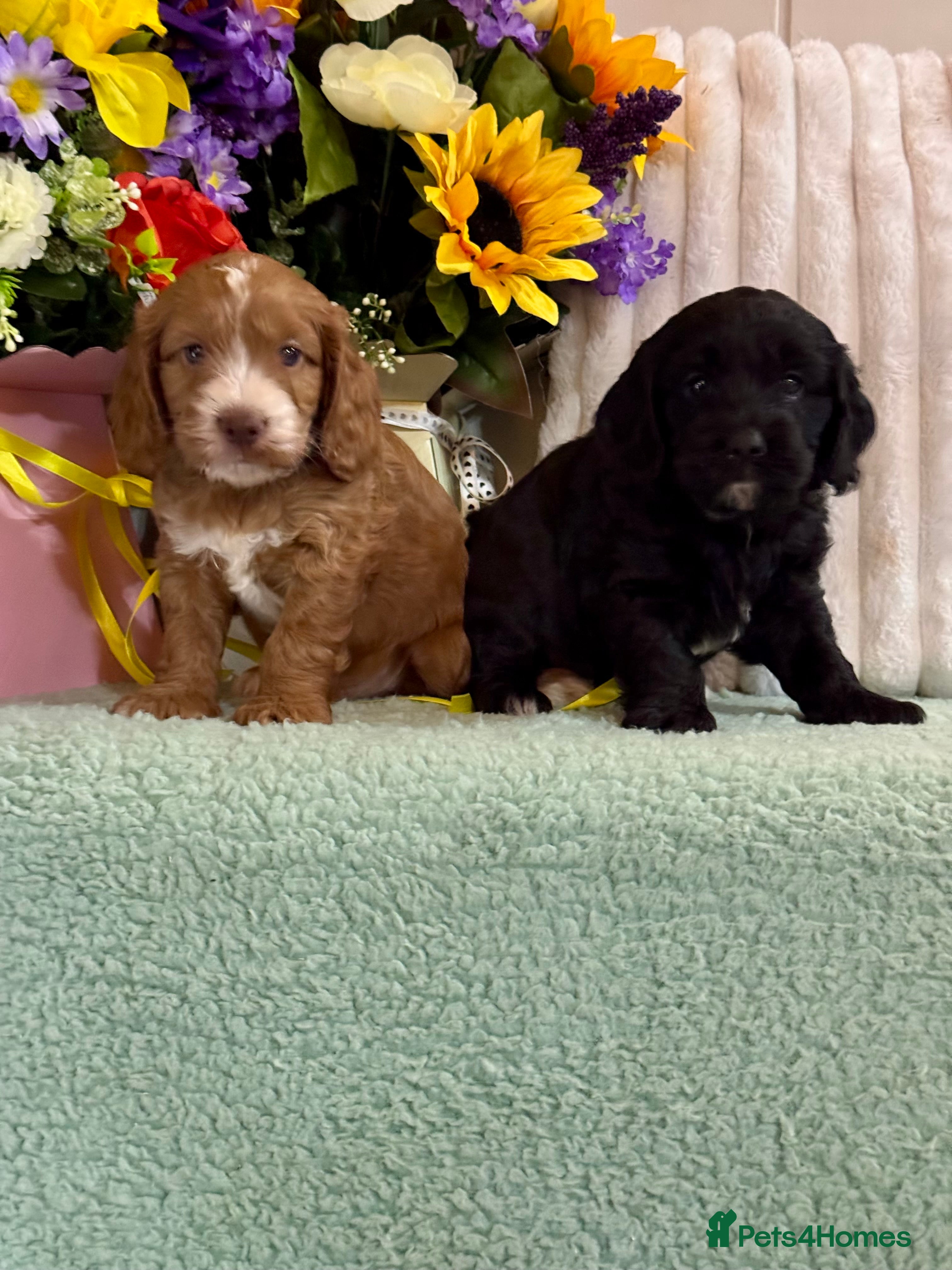 Cockapoo dogs 2 gorgeous dna clear  f1 Cockerpoo puppies  - Advert 1