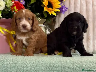 Cockapoo dogs 2 gorgeous dna clear f1 Cockerpoo puppies - Advert 1