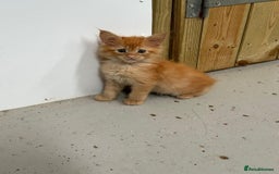 Maine Coon cats for sale: Red Maine coon female kittens, TICA reg - Image 13