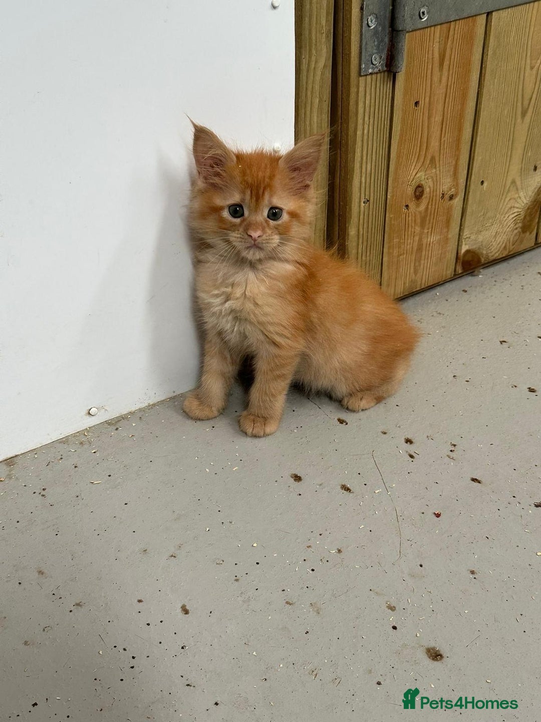 Maine Coon cats for sale: Red Maine coon female kittens, TICA reg - Image 13