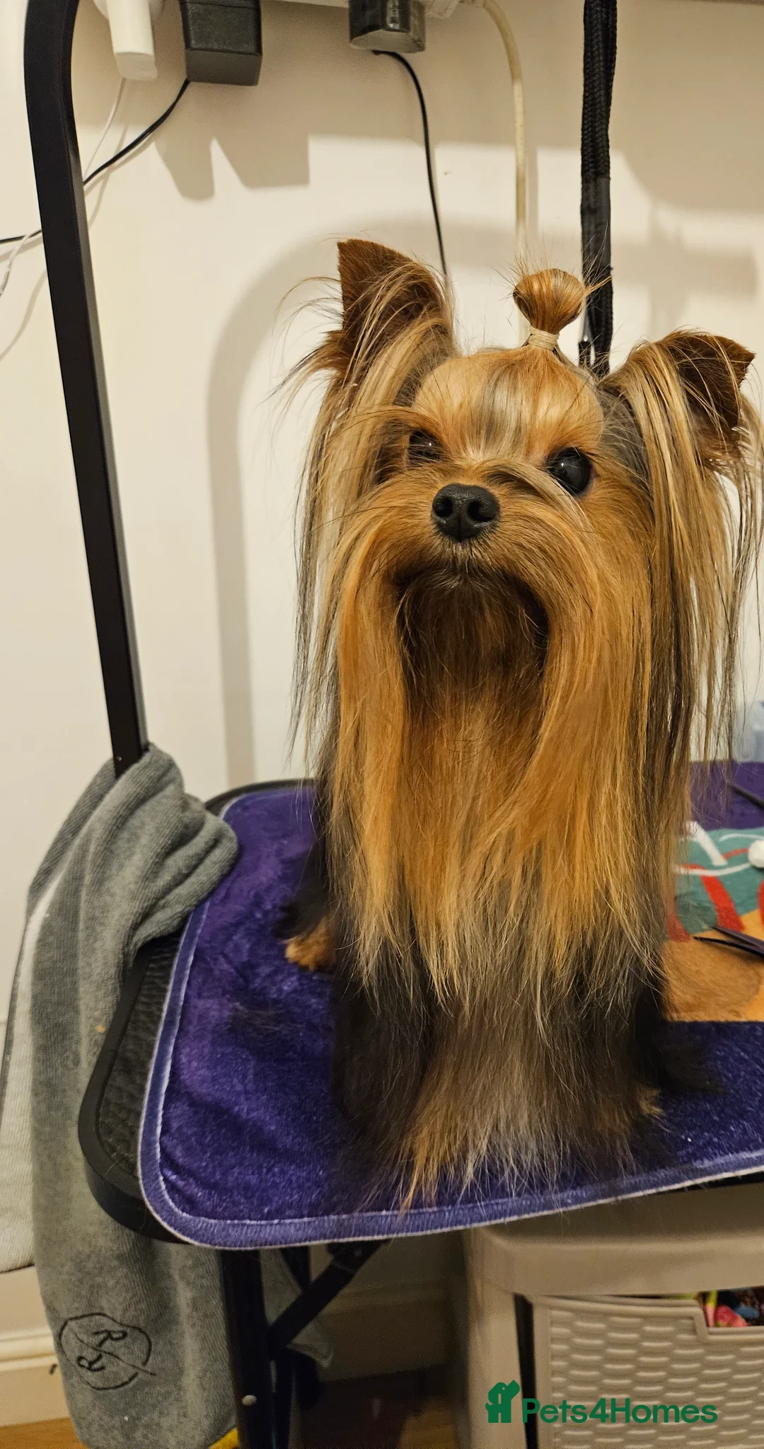 Yorkshire Terrier dogs for stud: PROVEN KC reg 2.5kg experienced STUD boy in Newton-le-Willows - Advert 8