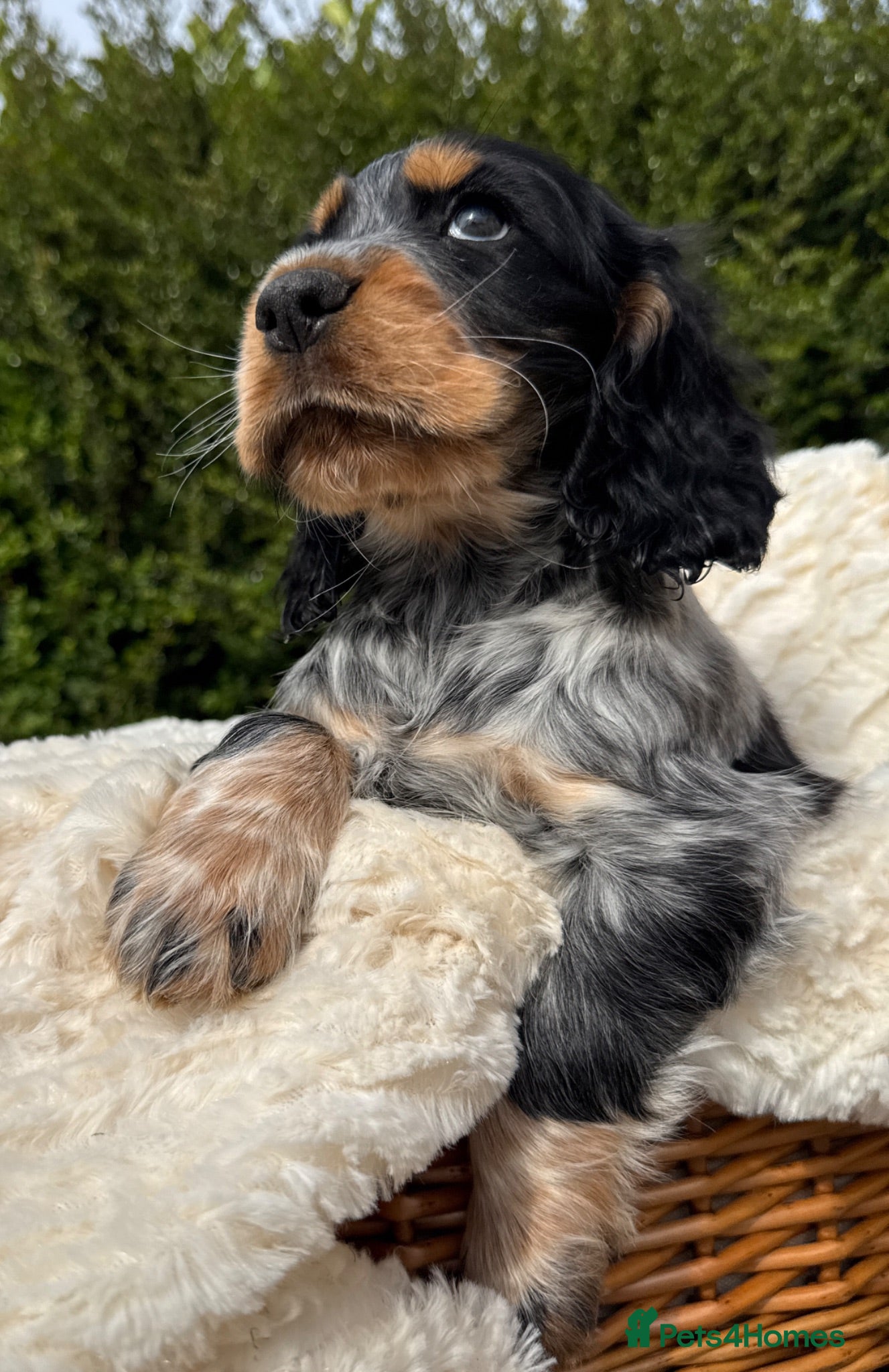 Cocker Spaniel dogs Extensively Health tested Parents & UNIQUE colours - Advert 1