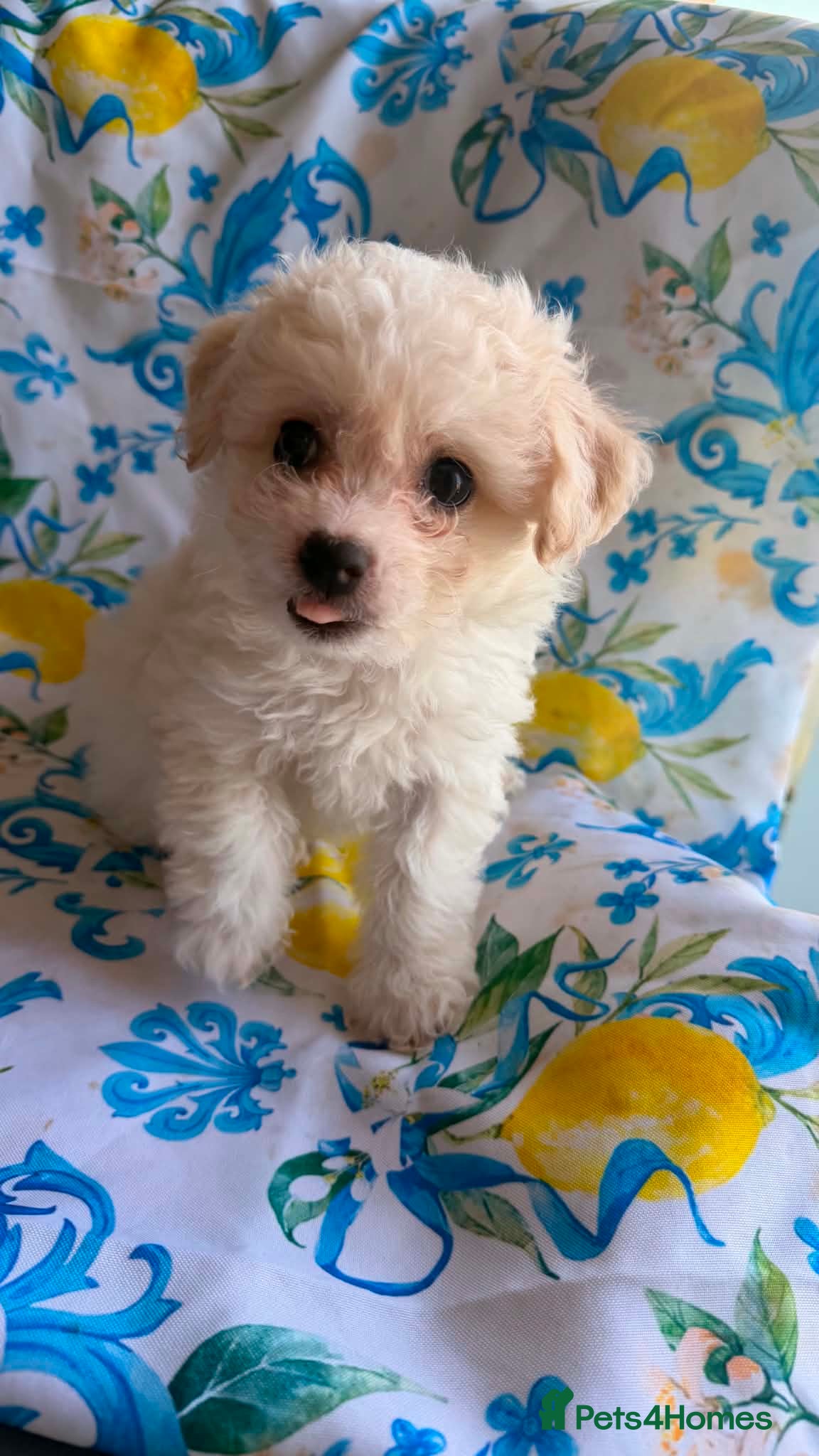 Bichon Frise dogs 4 Beautiful Bichon Frise Boys Ready Soon - Advert 1