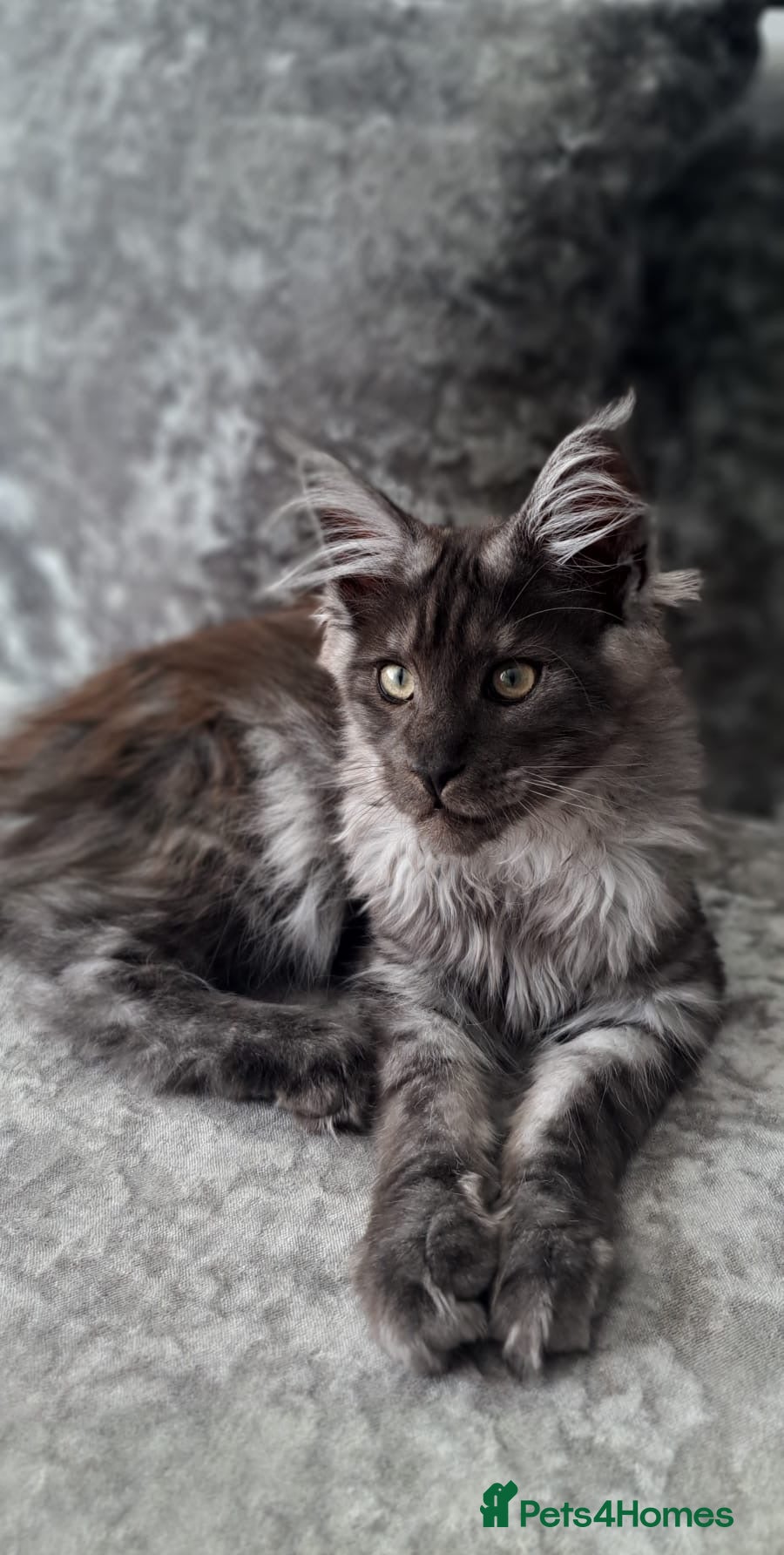 Maine Coon cats XXL Maine Coons Kittens Champion Sired  - Advert 5
