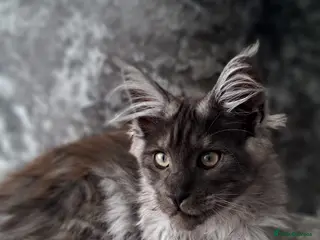 Maine Coon cats XXL Maine Coons Kittens Champion Sired - Advert 5