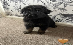 German Shepherd dogs for sale: German shepherd puppies  - Image 16