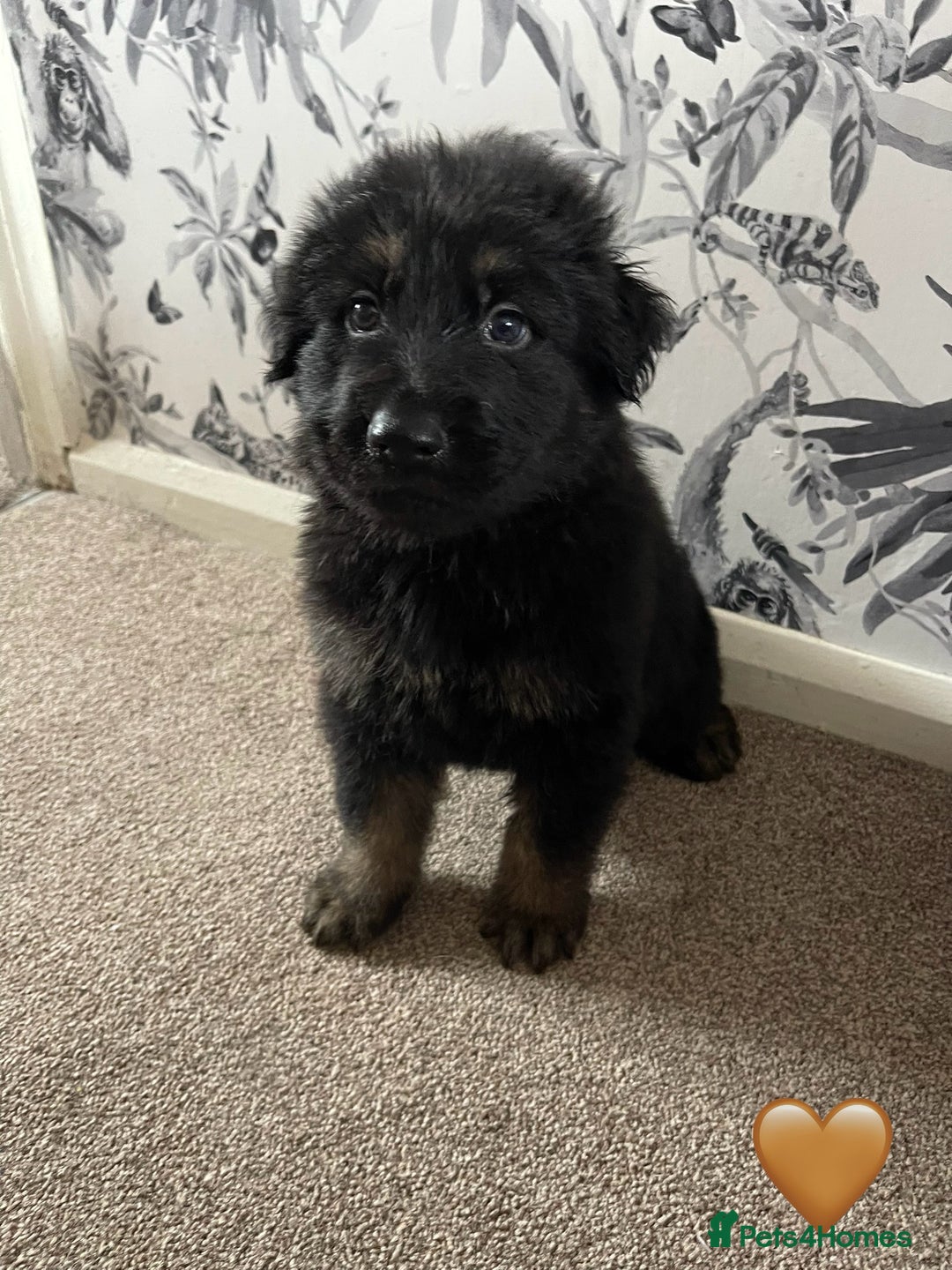 German Shepherd dogs for sale: German shepherd puppies  - Image 16