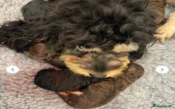 Cockapoo dogs for sale: 6 Beautiful, f1b fully DNA &HEATH CLEAR PARENTS.  - Image 11