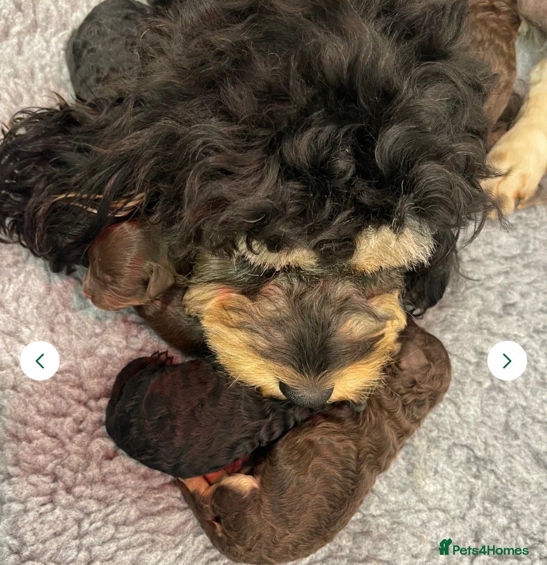 Cockapoo dogs for sale: 6 Beautiful, f1b fully DNA &HEATH CLEAR PARENTS.  - Image 11