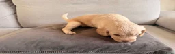Mixed Breed dogs for sale: Beautiful Cocker Sproodle Puppies  in Weston-super-Mare - Advert 39