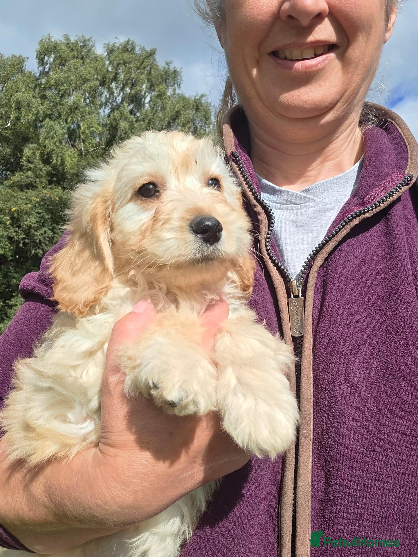 Cavapoo dogs Cavapoo Pups Bred From Health Tested Parents - Advert 2