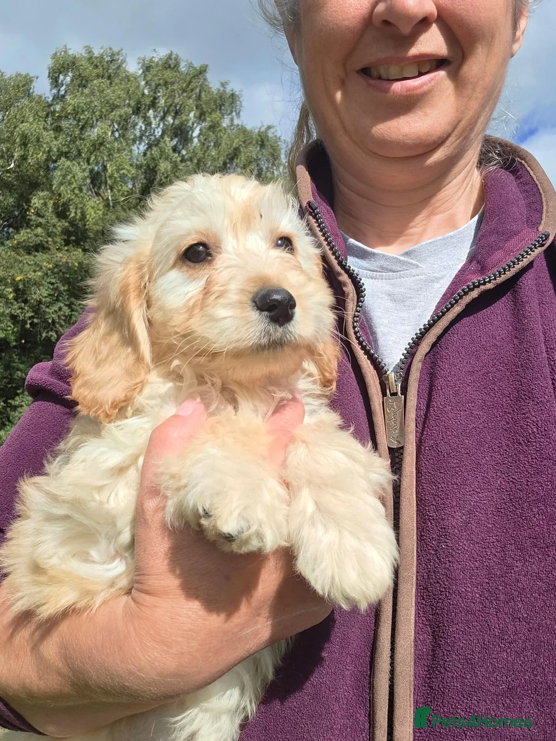 Cavapoo dogs for sale: Cavapoo Pups Bred From Health Tested Parents - Advert 2