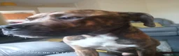 Mixed Breed dogs for sale: Beautiful Friendly Mixed Breed Male Billy in Edinburgh - Advert 1