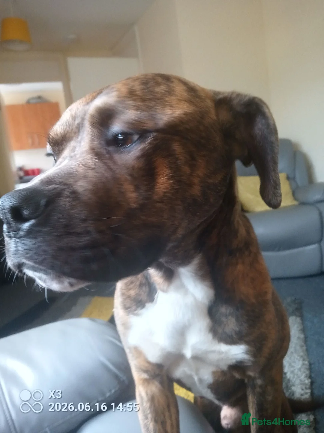 Mixed Breed dogs for sale: Beautiful Friendly Mixed Breed Male Billy in Edinburgh - Advert 1