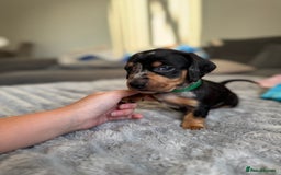 Dachshund dogs for sale: Dachshund pups 3 boys left  in Bootle - Image 21