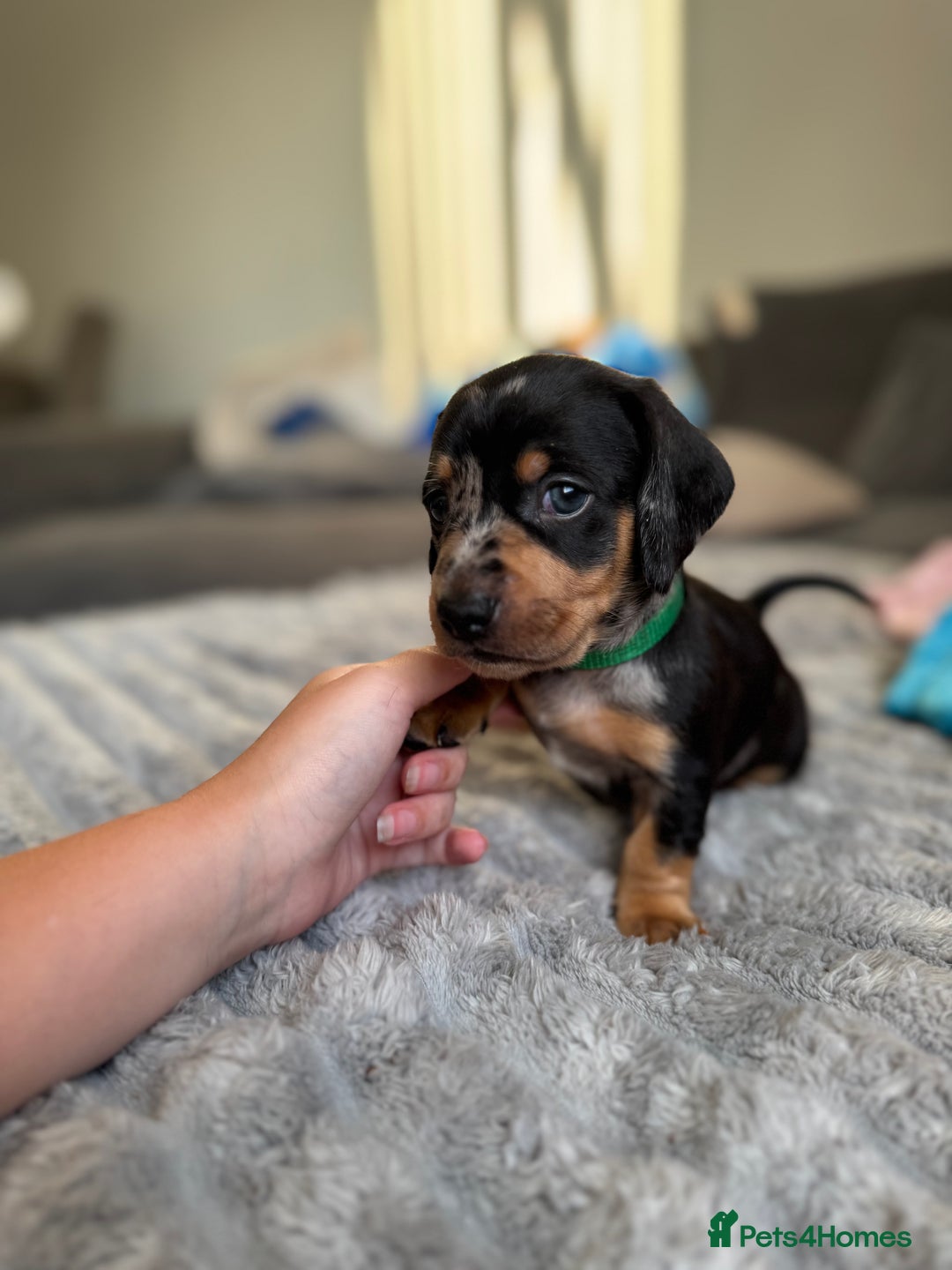 Dachshund dogs for sale: Dachshund pups 3 boys left  in Bootle - Image 21