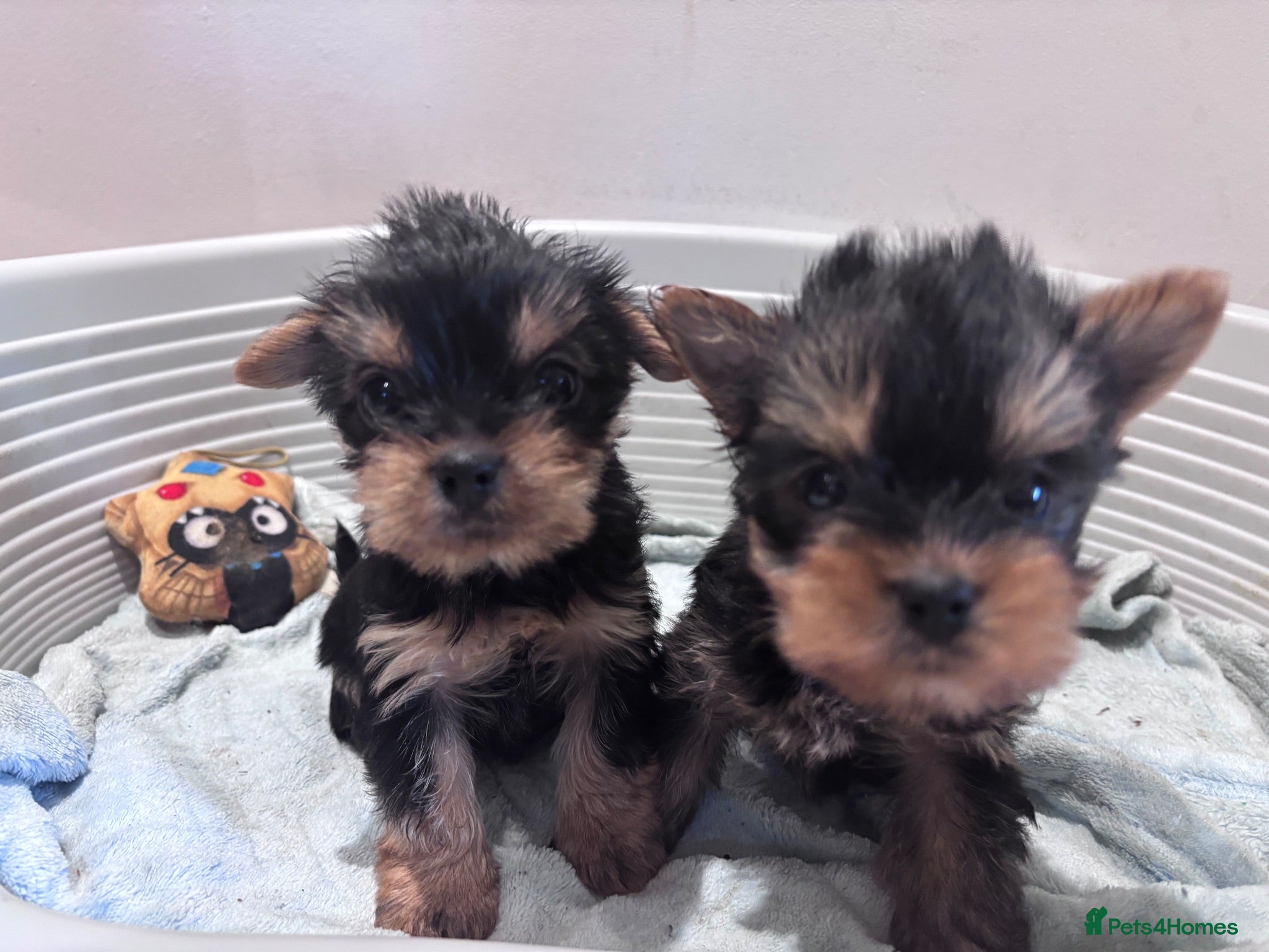 Yorkshire Terrier dogs 2 FEMALES ONLY-Yorkshire Terrier Puppies - Advert 1