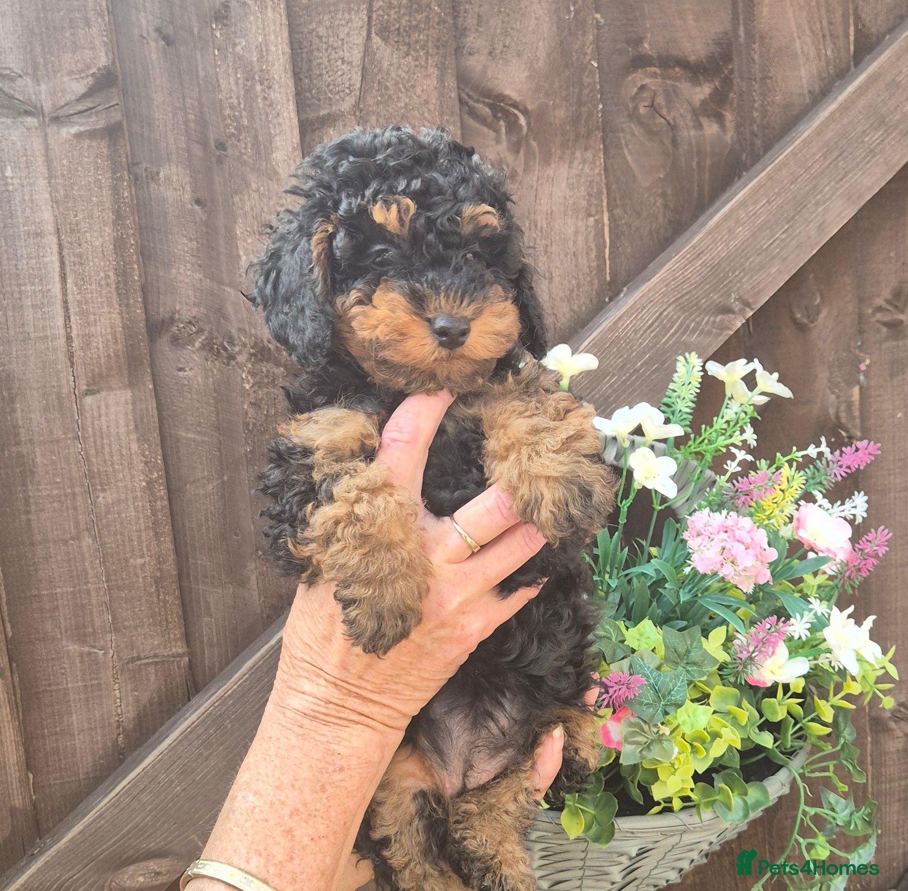 Toy Poodle dogs KC mini toy poodles 1 girl left - Advert 11